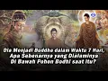 Download Lagu Dia Menjadi Buddha dalam Waktu 7 Hari. Apa Sebenarnya yang Dialaminya Di Bawah Pohon Bodhi saat itu?