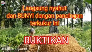 Langsung nyaut  dan IKUT BUNYI dengan pancingan terkukur gacor ini