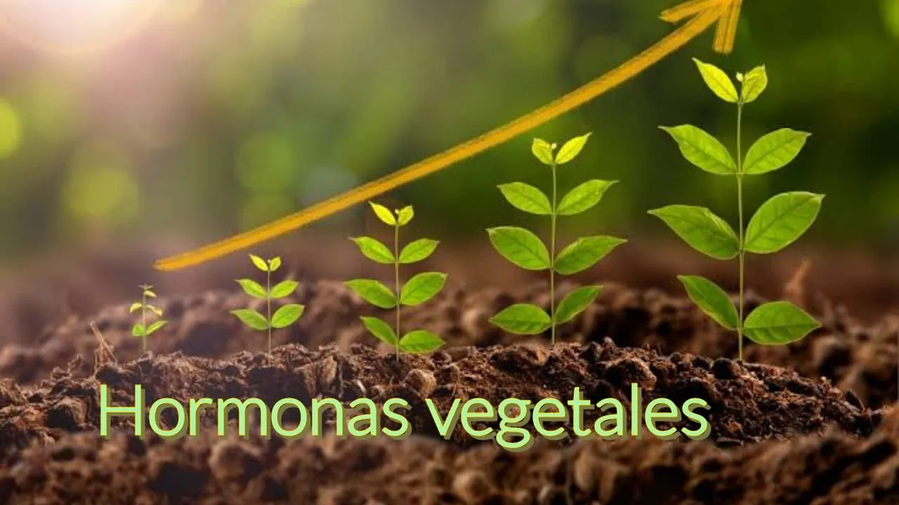 Hormonas Vegetales y Reguladores de Crecimiento.