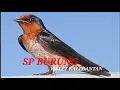 SUARA BURUNG WALET KALIMANTAN MP3 | SP WALET ALAM | INFO WALET OFFICIAL