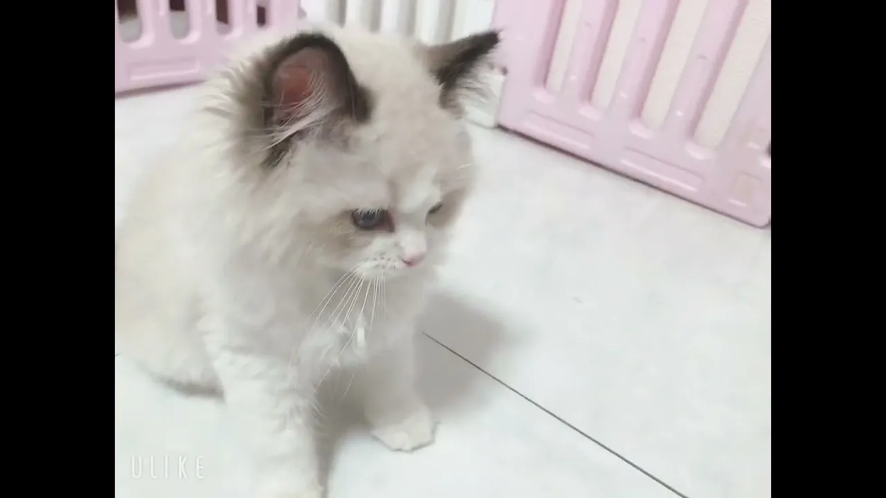 動画