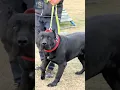 Download Lagu AGGRESSIVE Presa Canario: Powerful Protectors in Action!