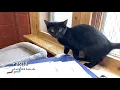 Good Homes Needed Aug 13 2026