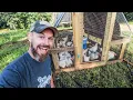 Raising 12 Months of MEAT CHICKENS START to FINISH