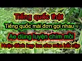 Download Lagu Tiếng chim quốc mồi-tiếng mái mồi gọi nhau cho ae luyện chim hoặc tải về đánh kẹp loa
