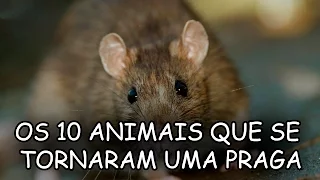 OS 10 ANIMAIS QUE SE TORNARAM UMA PRAGA