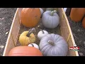 Picking the perfect pumpkin