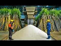 Inside the Sugar and cube Factory | How Sugarcane Turns Into Pure White Sugar