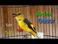 Download Lagu Suara Mantenan Gunung Betina Gacor