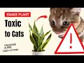 Snake Plant Toxic to Cats Risks Symptoms Pet-Safe Alternatives