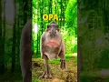 Download Lagu O dino tinha um sonho...