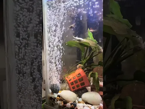 Man Has Naughty pet Crabs #pets #catvideos