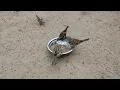 Download Lagu Suara Burung Pipit Betina | Suara Burung Pipit Betina | Nyanyian Burung Pipit Betina | Burung Pipit Betina