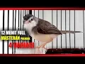 Download Lagu 12 MENIT FULL Masteran PRENJAK KLIK dengan 4 VARIASI SUARA