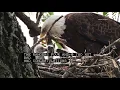 Dallas Eagles living on White Rock Lake give birth to 3 eaglets