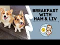 Hammy Olivia Corgi Eat Breakfast LIVE