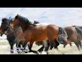 Randy Travis Sings Again — Horses in Heaven
