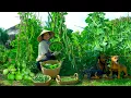 Download Lagu Harvest Homegrown: Winged Beans, Yardlong Beans, Bottle Gourd To Sell At The Market, Cook,Garden.