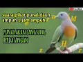 Download Lagu Suara Punai Ampuh Durasi 1 Jam, Untuk Nyanggong dan Mikat