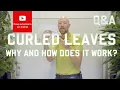 Download Lagu Curled leaves - Why and how does it work?