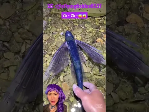 Woooeww ikan ini ada sayap nya‼️😱