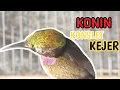 Download Lagu Masteran KONIN konslet‼️Nembak nembak istimewa‼️cocok buat pancingan