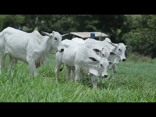 4 Bezerras Nelore P.O.