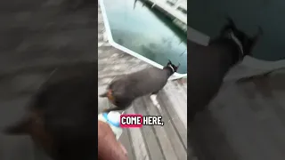 🤣.. she almost got a taste of seal #fyp #dream #youtube #pets #doberman
