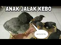 Download Lagu UNBOXING 6 ekor anakan burung jalak kebo | mata putih