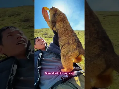 The funny but adorable Marmot 5 #animals #marmot #cute