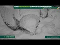 Duke Farms Bald Eagle Cam on 26 Mom and aprox 14 hour old eaglet riding out the storm