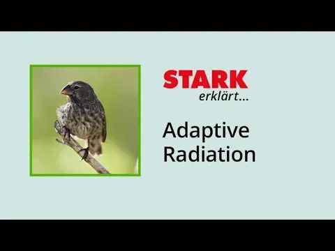 Download MP3 Adaptive Radiation | STARK erklärt