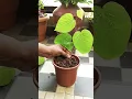 Lagu How to grow betel leaf plant from cutting #plantcare #betel plant