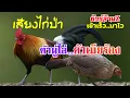 Download Lagu เสียงไก่ป่าตัวเมีย ผสมพันธุ์..เรียกไก่ตัวผู้ เข้าอย่างเร็ว