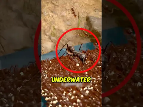These Ants Build a LIVING BOAT to Survive Floods! 🐜🌊