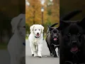 Cute puppies 😍🐕Running Around 😂 Watch their adorable playtime #puppy #cute #dogs