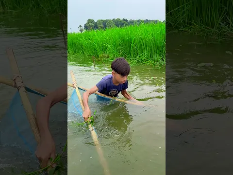 Village fishing in beel #fishing #netfishing #shorts