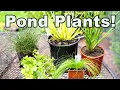 5 Common But AWESOME Garden Center Plants Perfect for PONDS Too