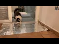 Cats vs Foil A Compilation