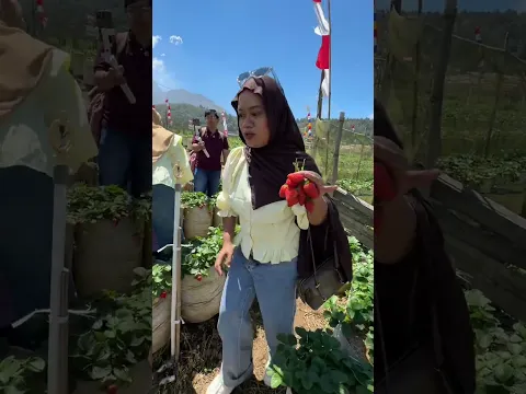 SIBOCIL PANEN BUAH STROBERI