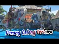Lagu PERANG CELENG TERBARU - Jaranan ROGO SAMBOYO PUTRO | Sugihwaras Kunjang Kediri