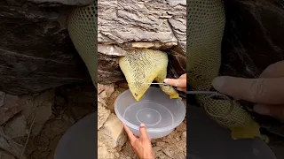 جمال عسل الجبال خلية عسل بوطويق الحمدلله 