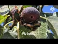 Fig beetle