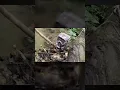 Do Opossums Eat Ticks