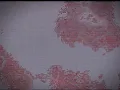 gregor mcmurray - what i want