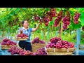 Lagu 100 Days Peaceful Farm: Harvesting Plump Grapes And Selling Them at The Highland Karket