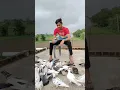 Download Lagu janvaron per Bharosa Kiya ja sakta hai Insan upar😘 nahin new #trending #pigeon #status 🥰🕊️🕊️