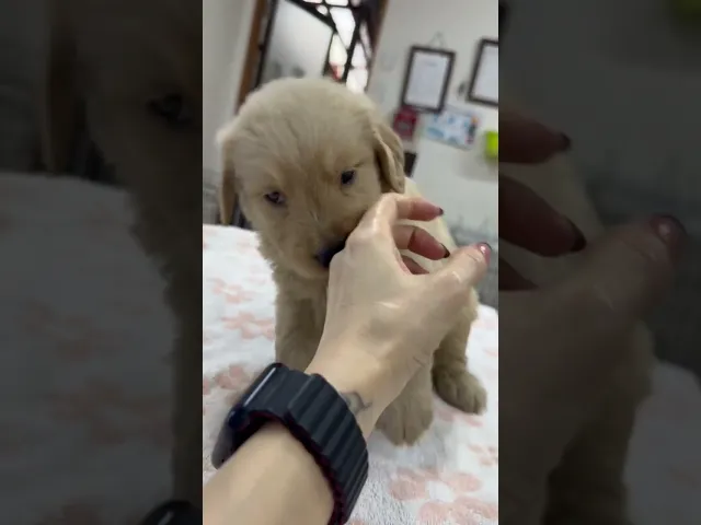 動画