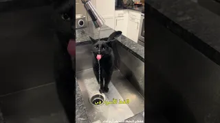 سحر وأناقة القط الأسود 