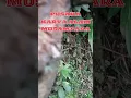 Download Lagu Exotic and Rare Bamboo Species #nature #nature #viral #fypviralシ